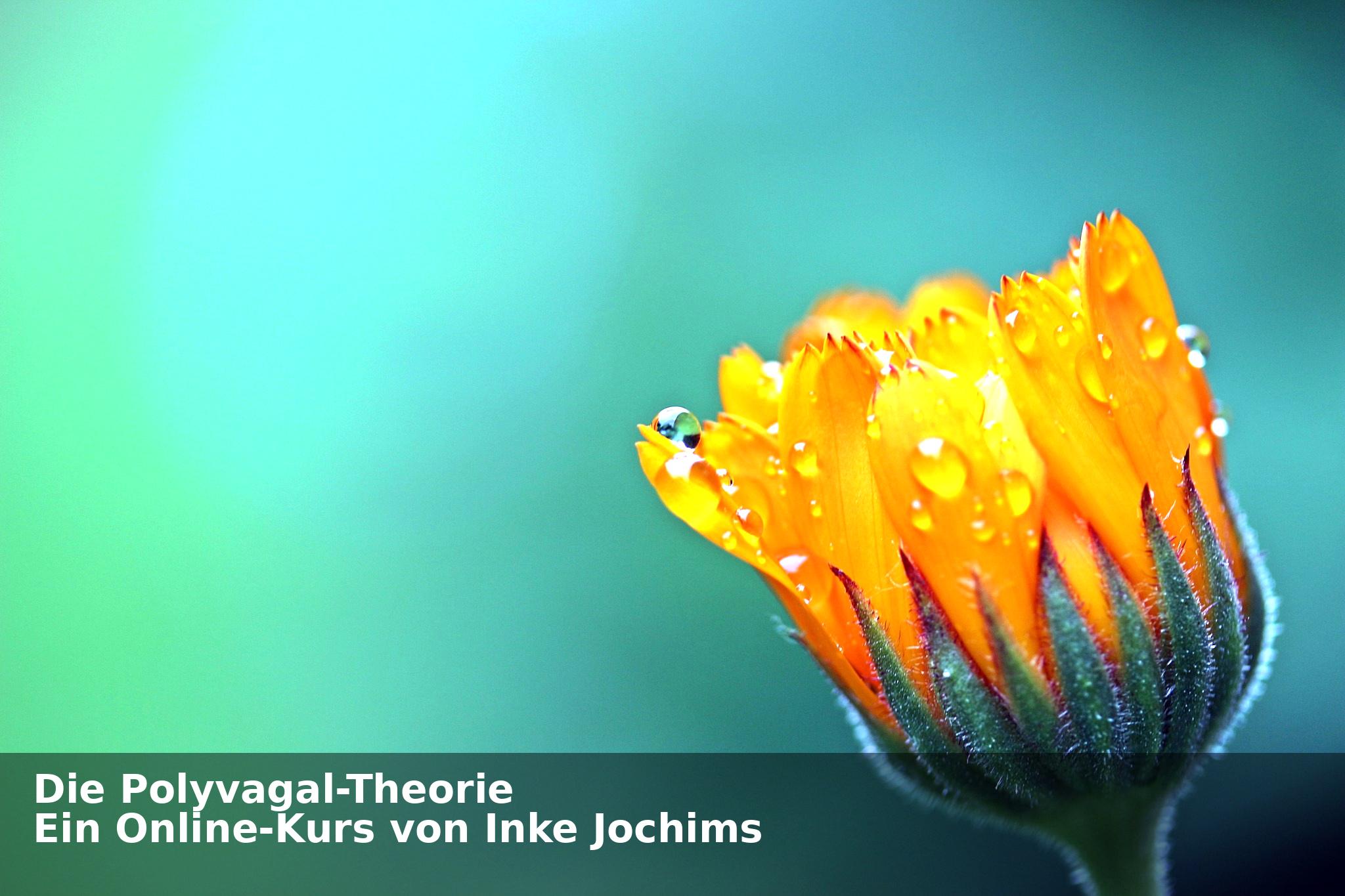 Polyvagal-Theorie Inke Jochims